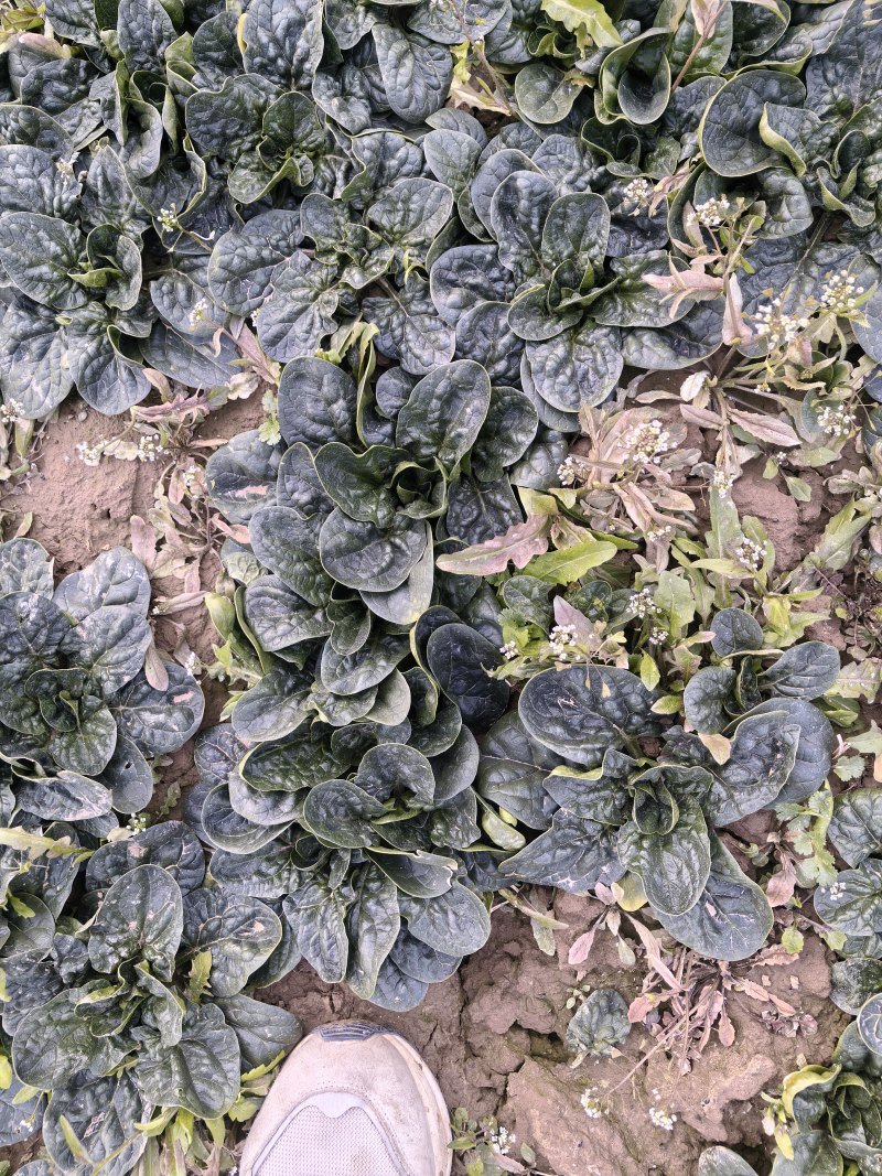 河南趴地菠菜