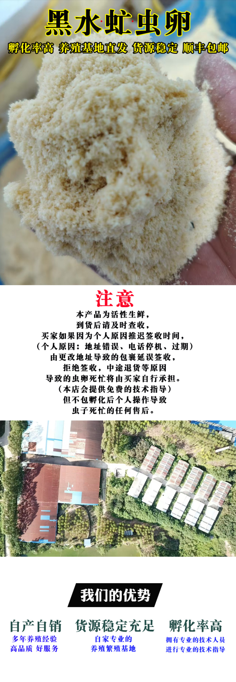 黑水虻凤凰虫卵鸡鸭鱼饲料高孵化率基地直发