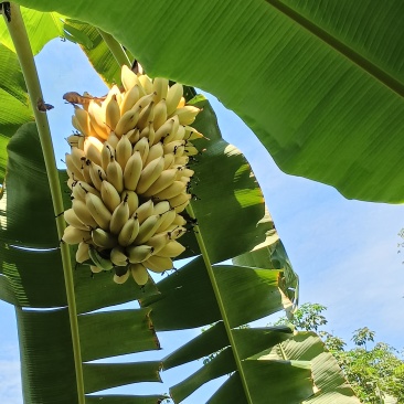 芭蕉一个月后大量上市