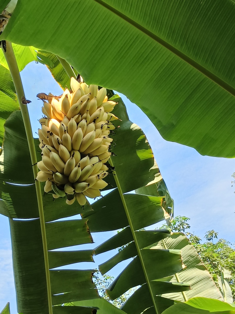 芭蕉一个月后大量上市
