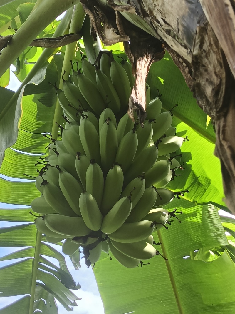芭蕉一个月后大量上市