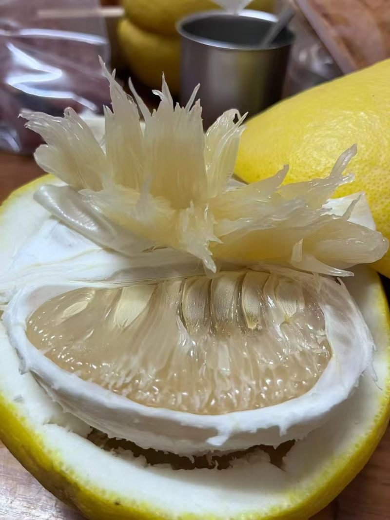永州老树香柚