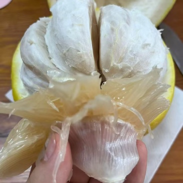 永州老树香柚