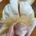 永州老树香柚