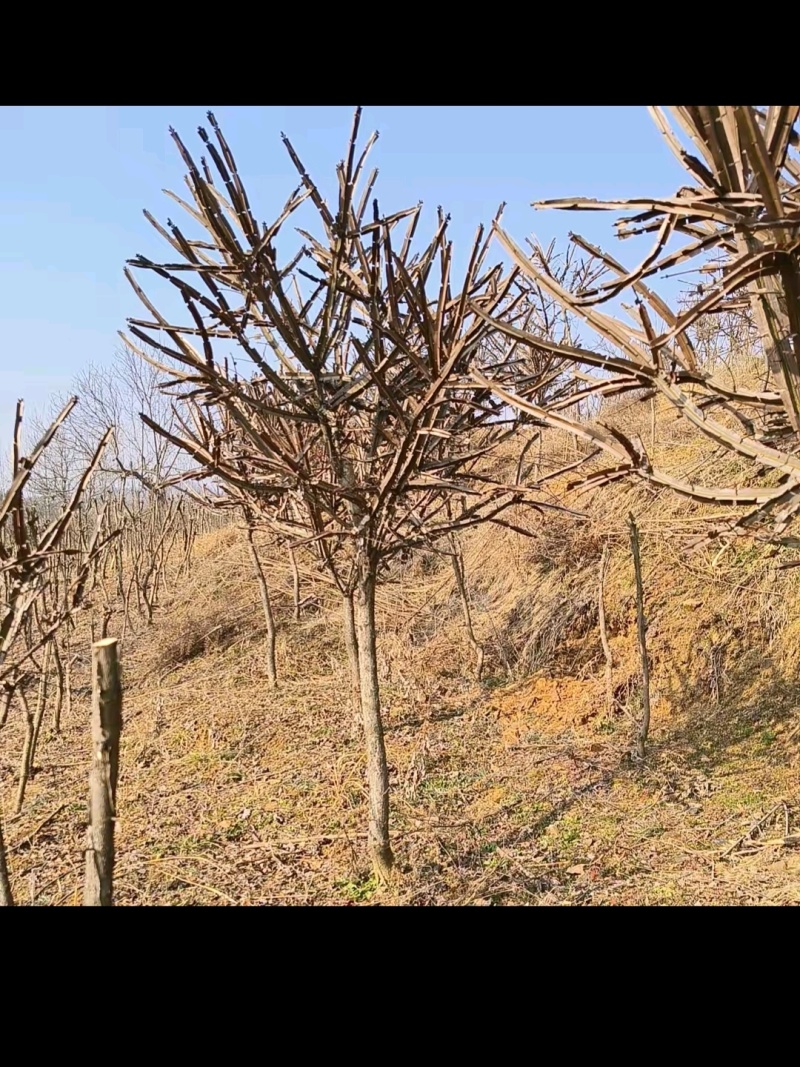鬼箭羽种苗