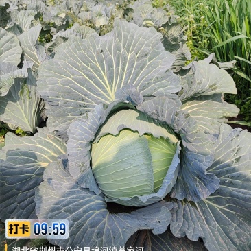 冬升扁包菜，刚上市！