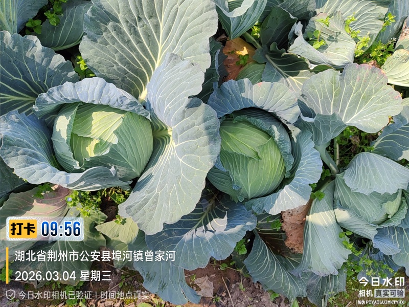 冬升扁包菜，刚上市！