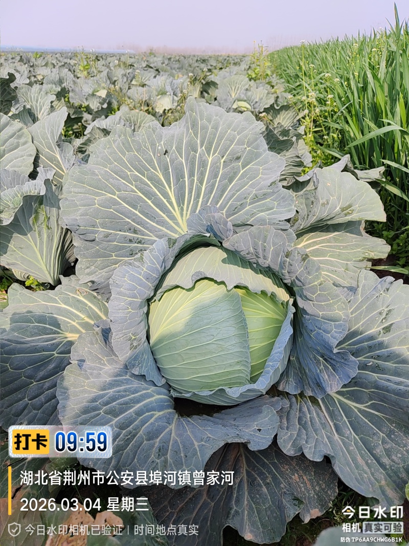 冬升扁包菜，刚上市！