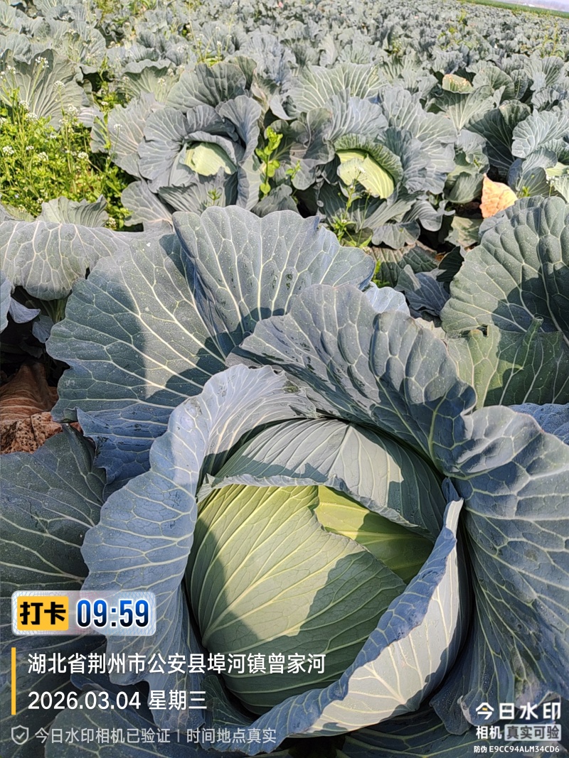 冬升扁包菜，刚上市！