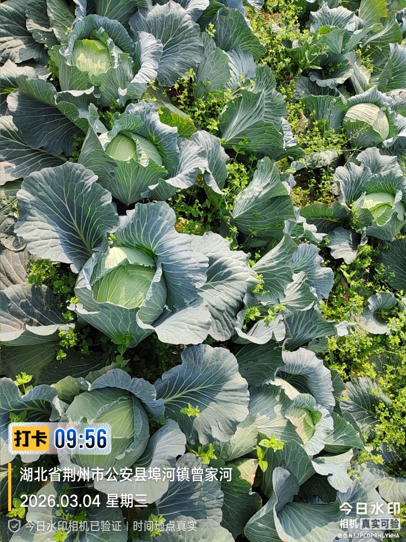 冬升扁包菜，刚上市！