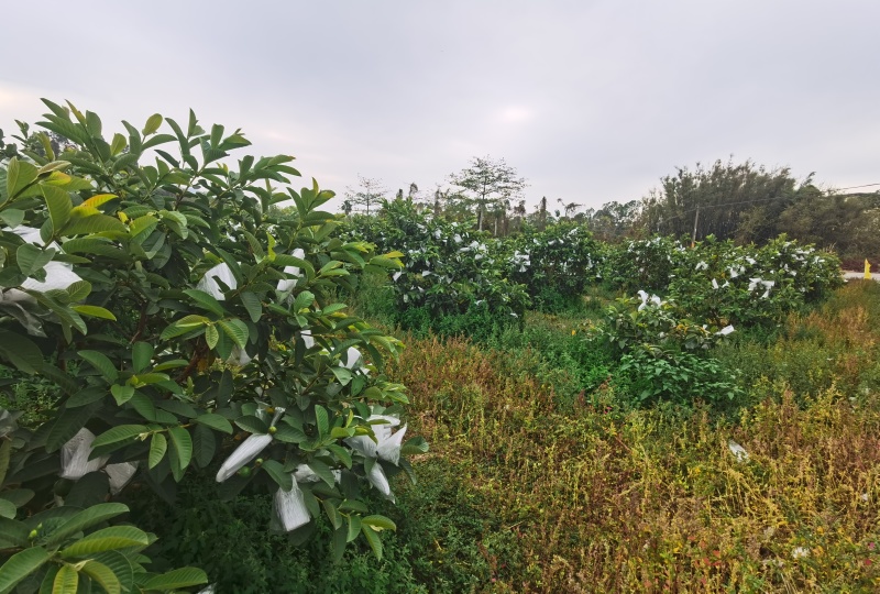广东本地番石榴一手货源