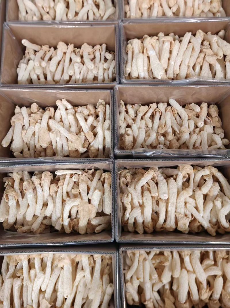 竹荪竹笙厂家直销贵州竹荪餐饮酒店专业供应商各种规格齐全