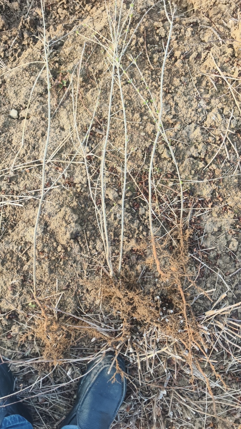 基地水蜡苗高50枝条粗状根系发达200万棵批发