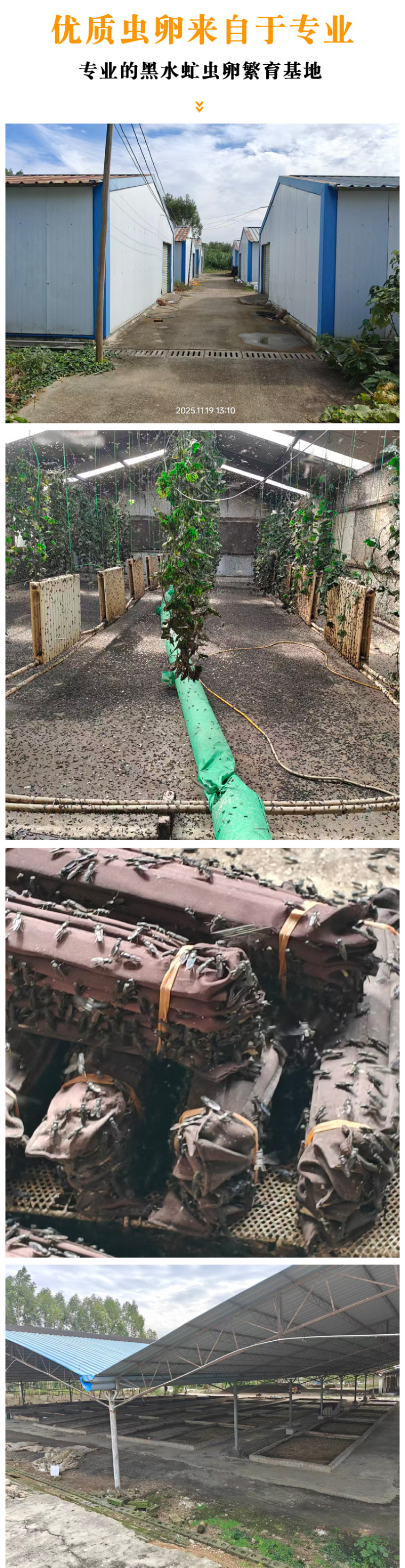 高孵化率黑水虻虫卵，养殖基地直发，长期合作，可一件代发。