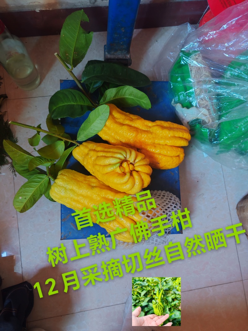 广佛手柑茶饮精品手工切丝自然晒干