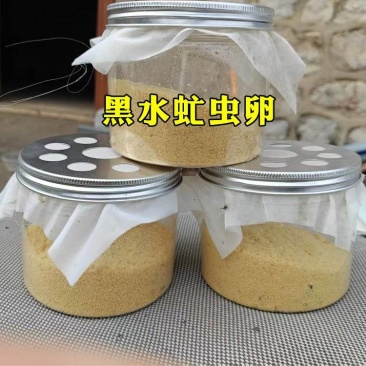 黑水虻凤凰虫卵鸡鸭鱼饲料高孵化率基地直发