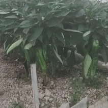 辣椒