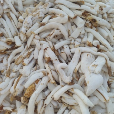 山药山药片光条
