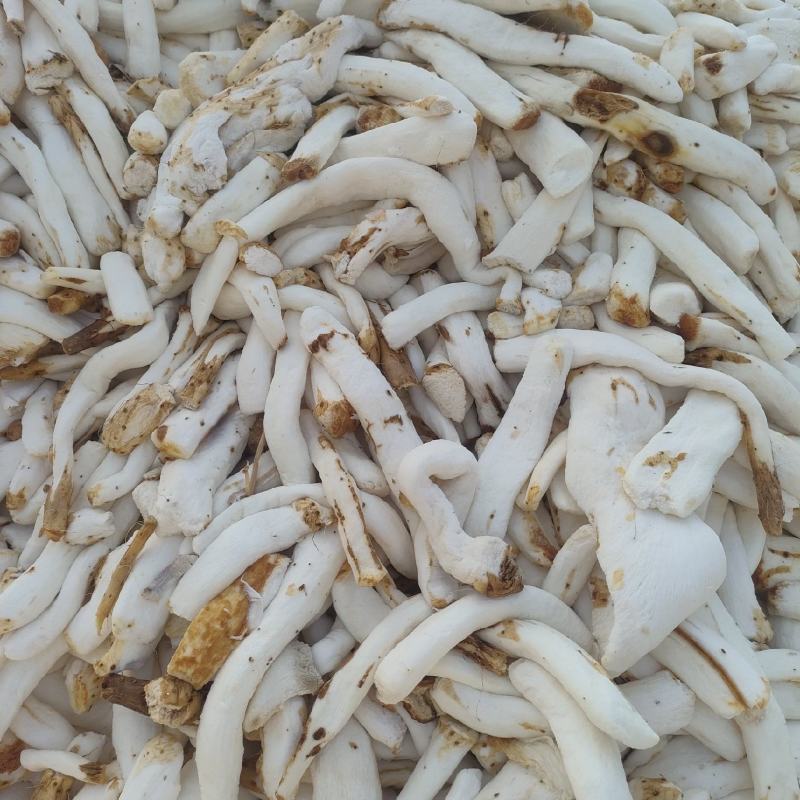 山药山药片光条