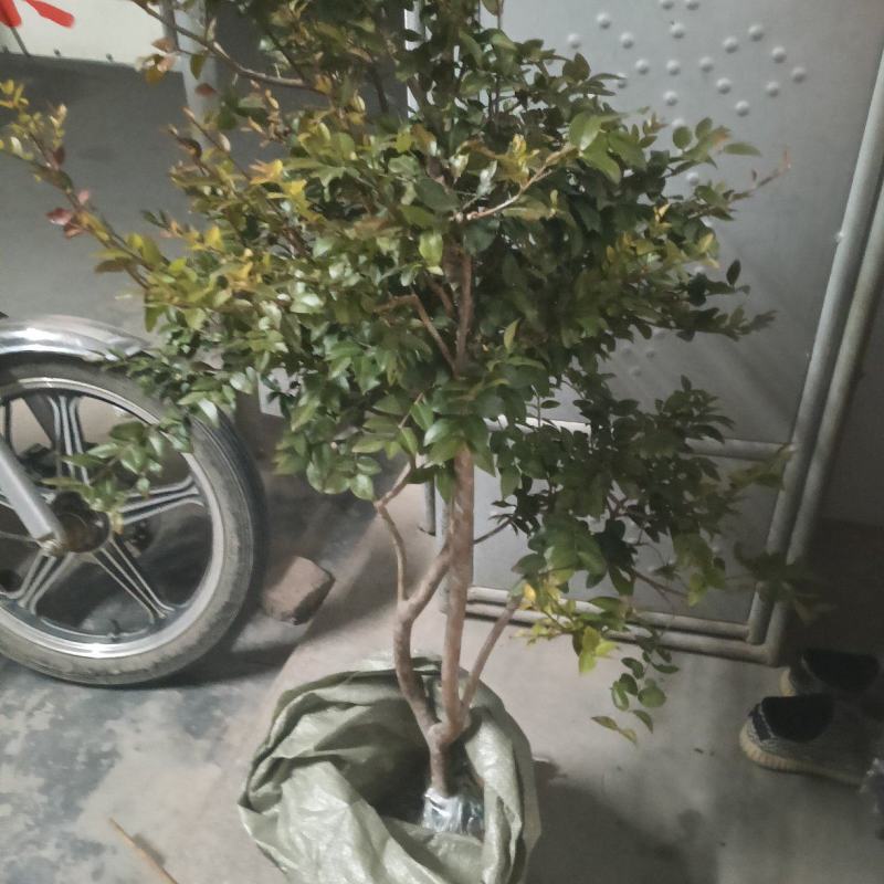 8年嘉宝果已开花结果，果多又大又甜，基地直接发货！