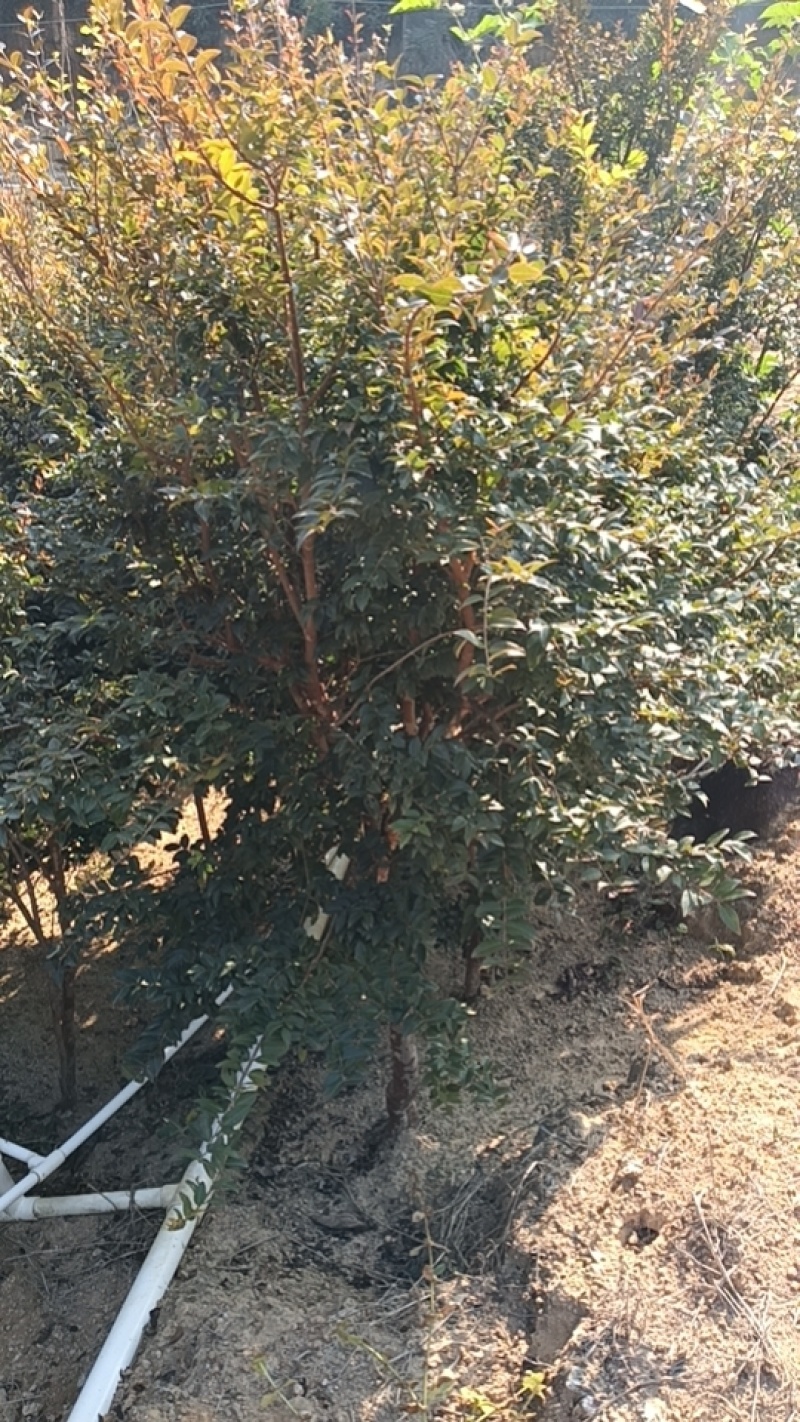8年嘉宝果已开花结果，果多又大又甜，基地直接发货！
