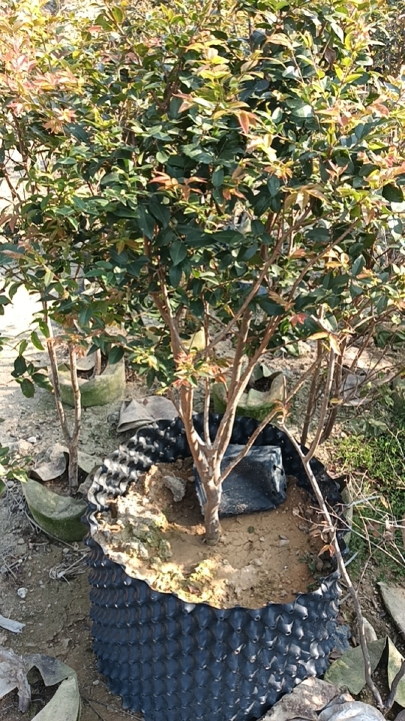 8年嘉宝果已开花结果，果多又大又甜，基地直接发货！