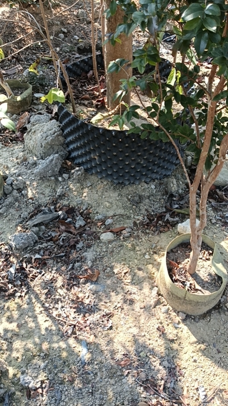 8年嘉宝果已开花结果，果多又大又甜，基地直接发货！
