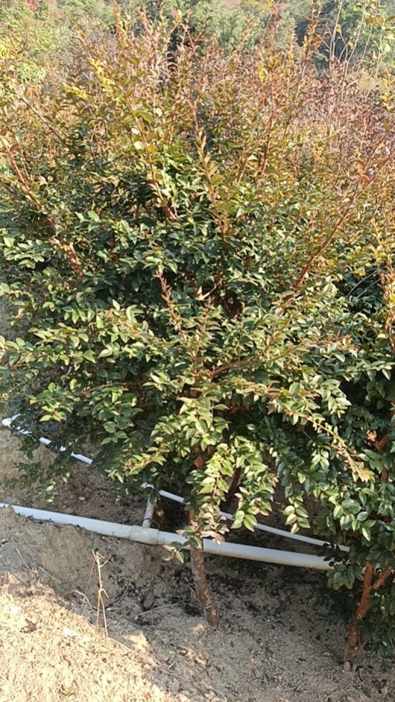 8年嘉宝果已开花结果，果多又大又甜，基地直接发货！