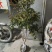 8年嘉宝果已开花结果，果多又大又甜，基地直接发货！