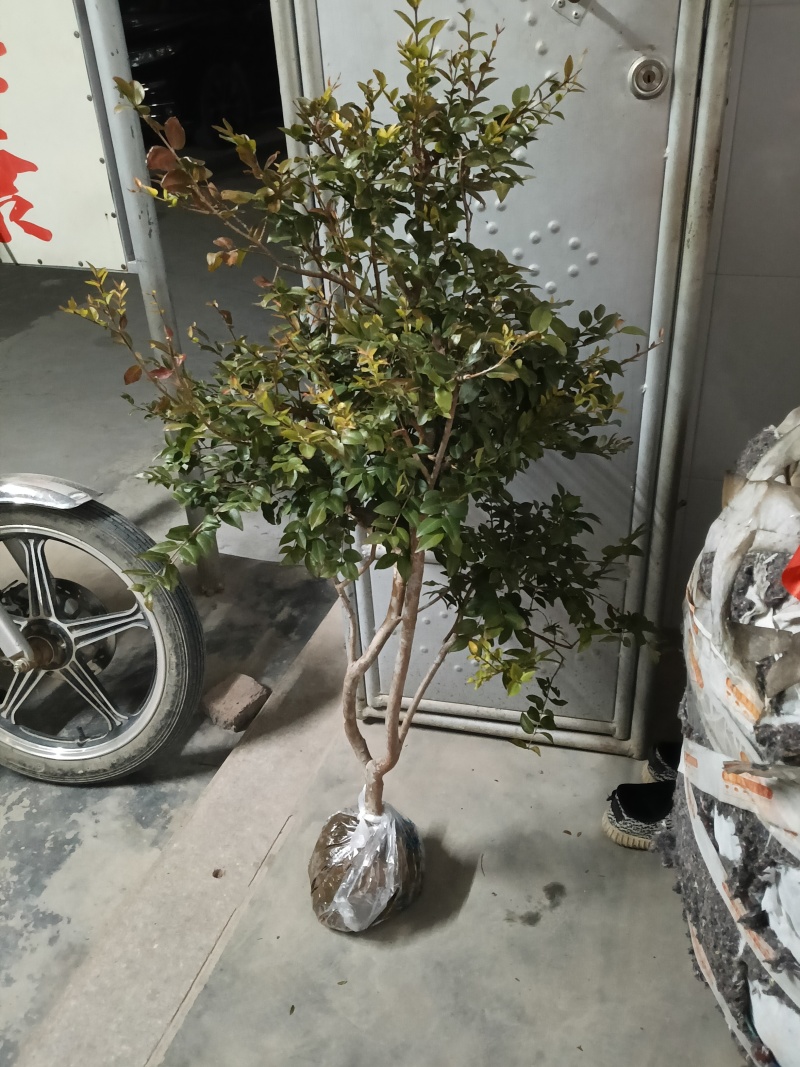 8年嘉宝果已开花结果，果多又大又甜，基地直接发货！