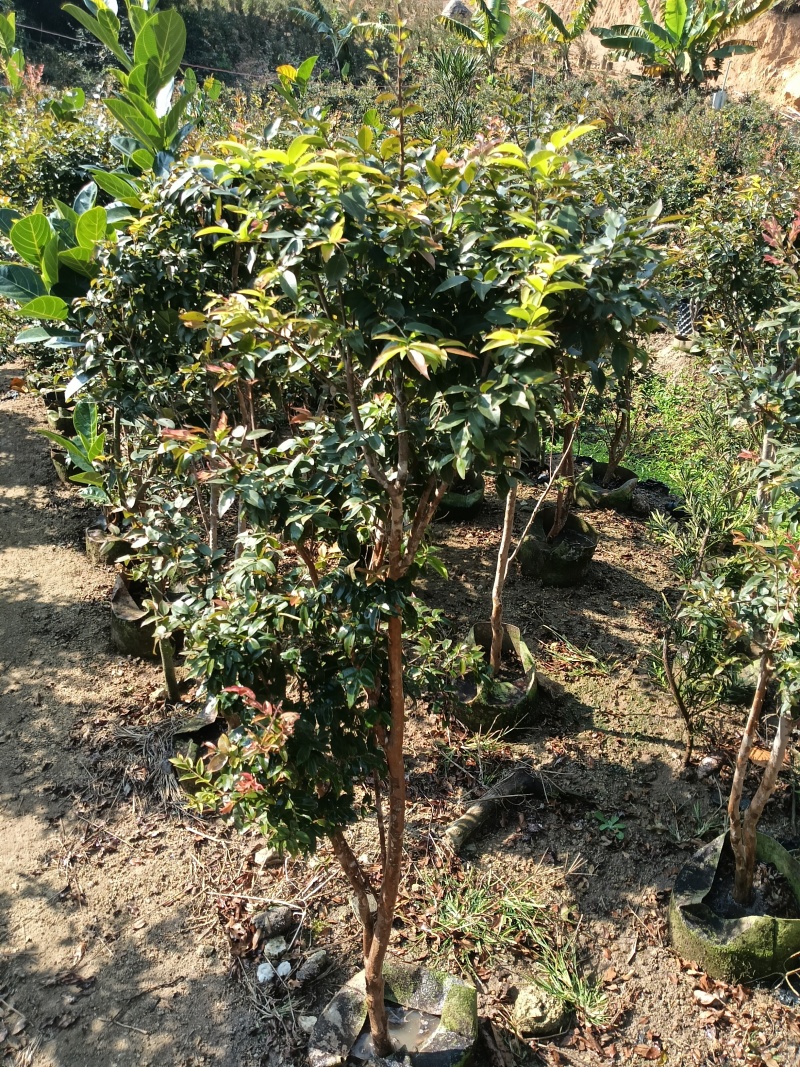 8年嘉宝果已开花结果，果多又大又甜，基地直接发货！