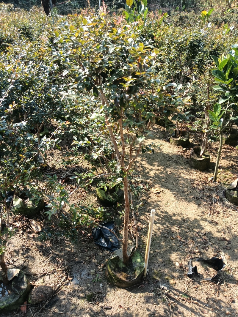 8年嘉宝果已开花结果，果多又大又甜，基地直接发货！