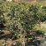 8年嘉宝果已开花结果，果多又大又甜，基地直接发货！
