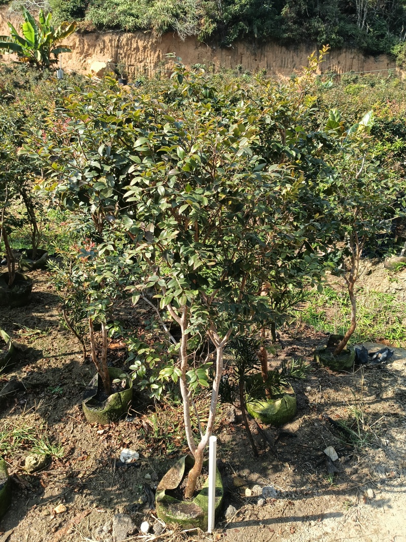 8年嘉宝果已开花结果，果多又大又甜，基地直接发货！