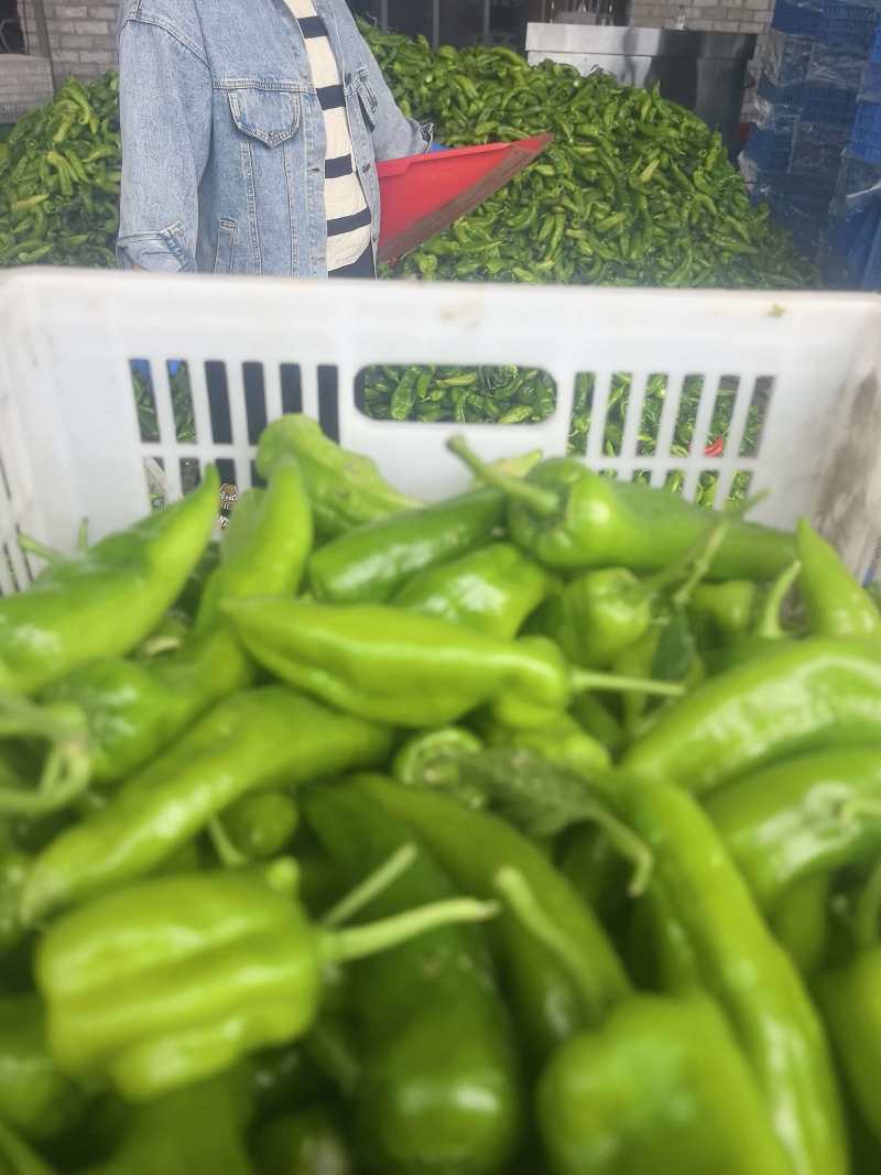 苏北青椒