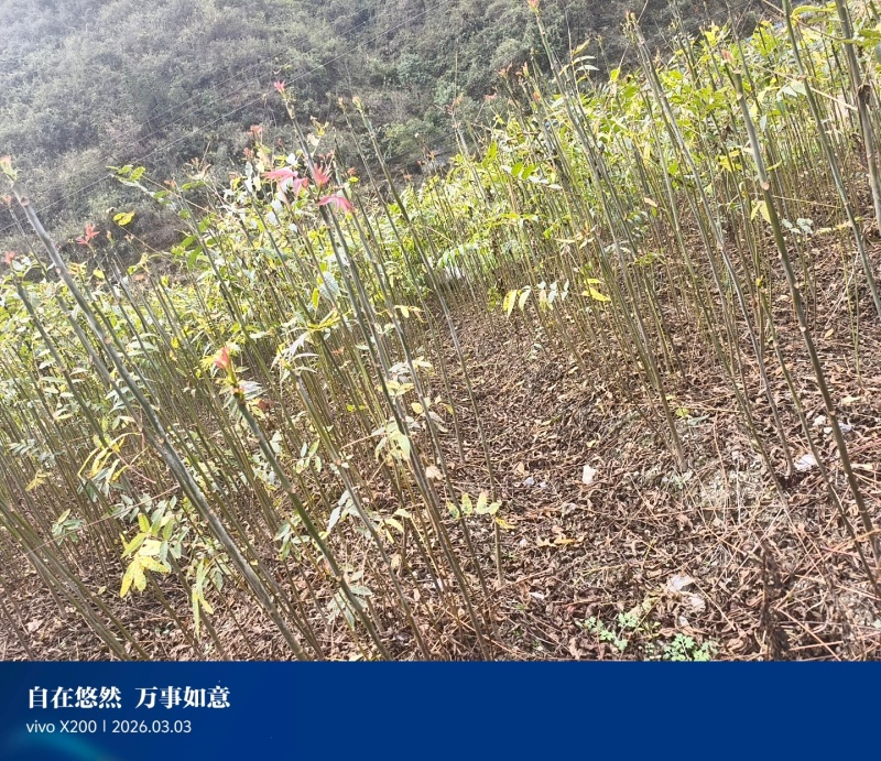 重庆本地红香椿苗基地直发