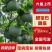 【精品绿宝石甜瓜】山东费县大量上市货源充足价格优惠