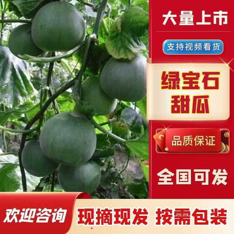 【精品绿宝石甜瓜】山东费县大量上市货源充足价格优惠