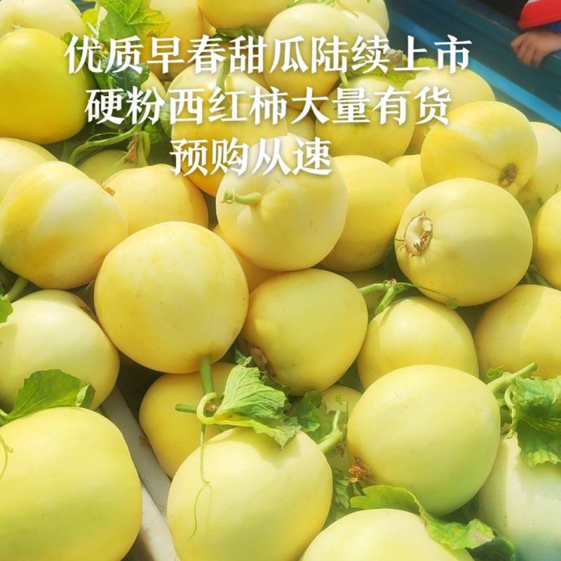 山东临沂费县星甜20甜瓜大量上市脆甜多汁含糖量高色泽金黄