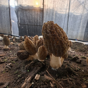 楚雄州双柏县高海拔林下仿野生新鲜羊肚菌