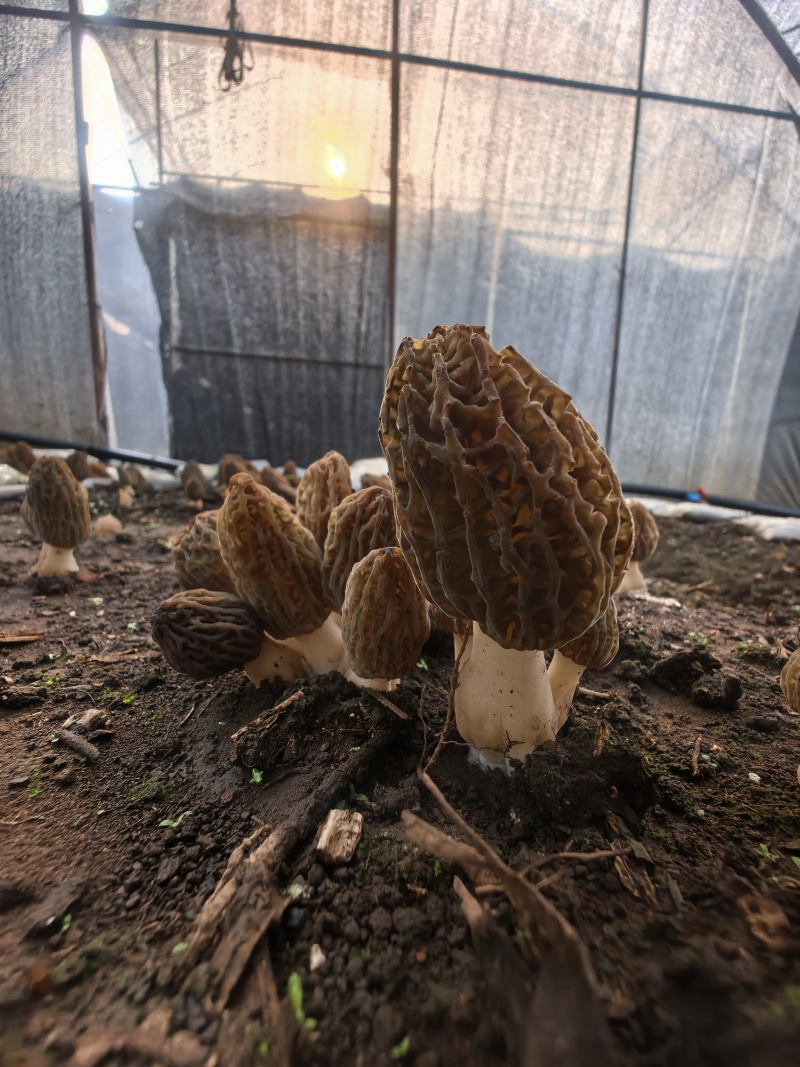 楚雄州双柏县高海拔林下仿野生新鲜羊肚菌