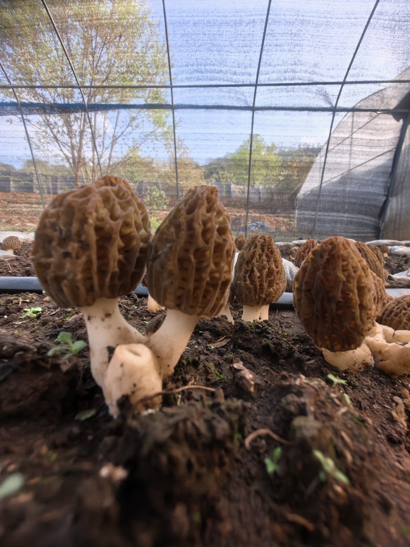 楚雄州双柏县高海拔林下仿野生新鲜羊肚菌