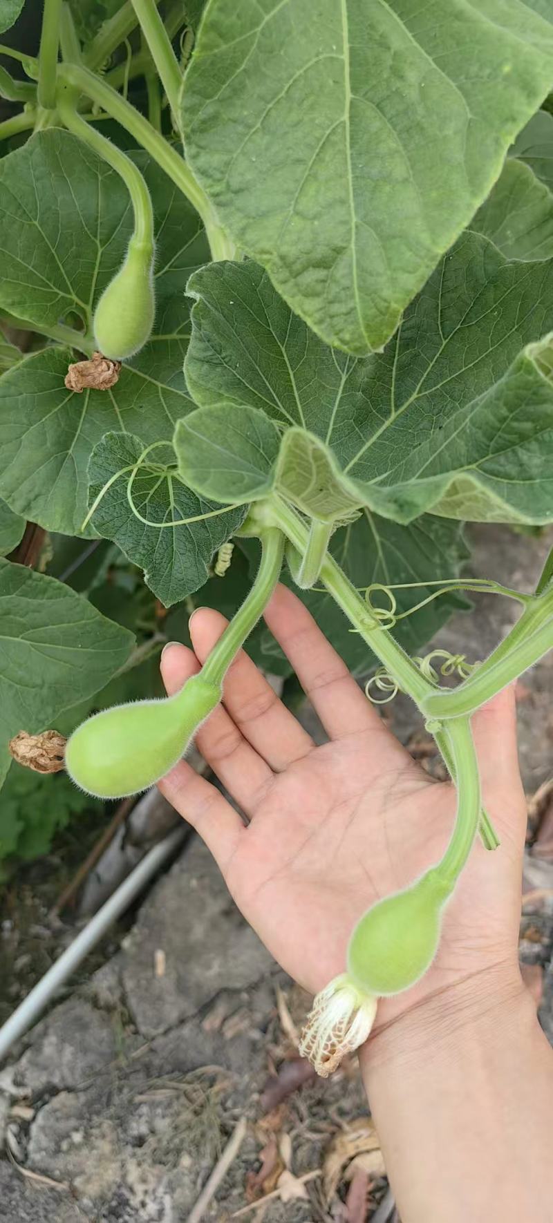 夏娃瓠子果型如灯泡圆瓠瓜种子果色翠绿有光泽肉白色蒲瓜种蔬
