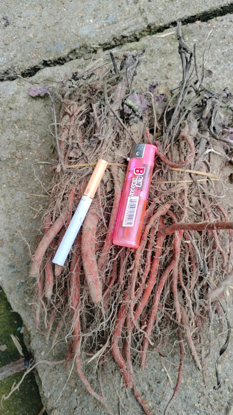 正规货源紫花丹参苖，免费提供技术指导，