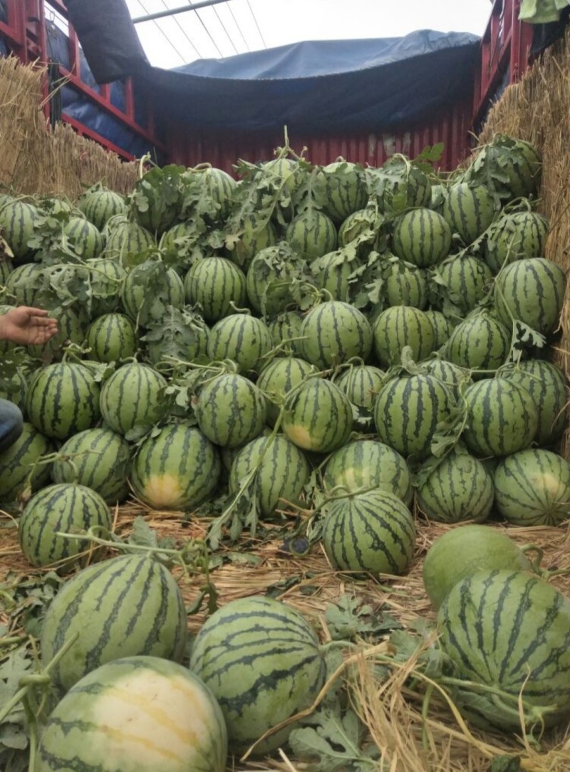 精品2k西瓜小糖丸美都西瓜大量上市，个头均匀皮薄脆甜多汁
