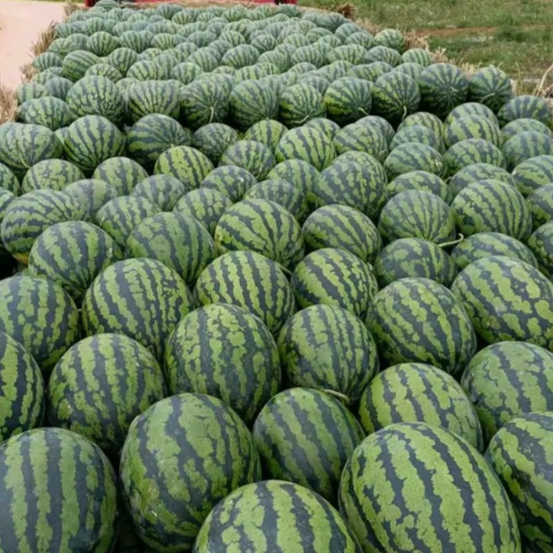 精品2k西瓜小糖丸美都西瓜大量上市，个头均匀皮薄脆甜多汁