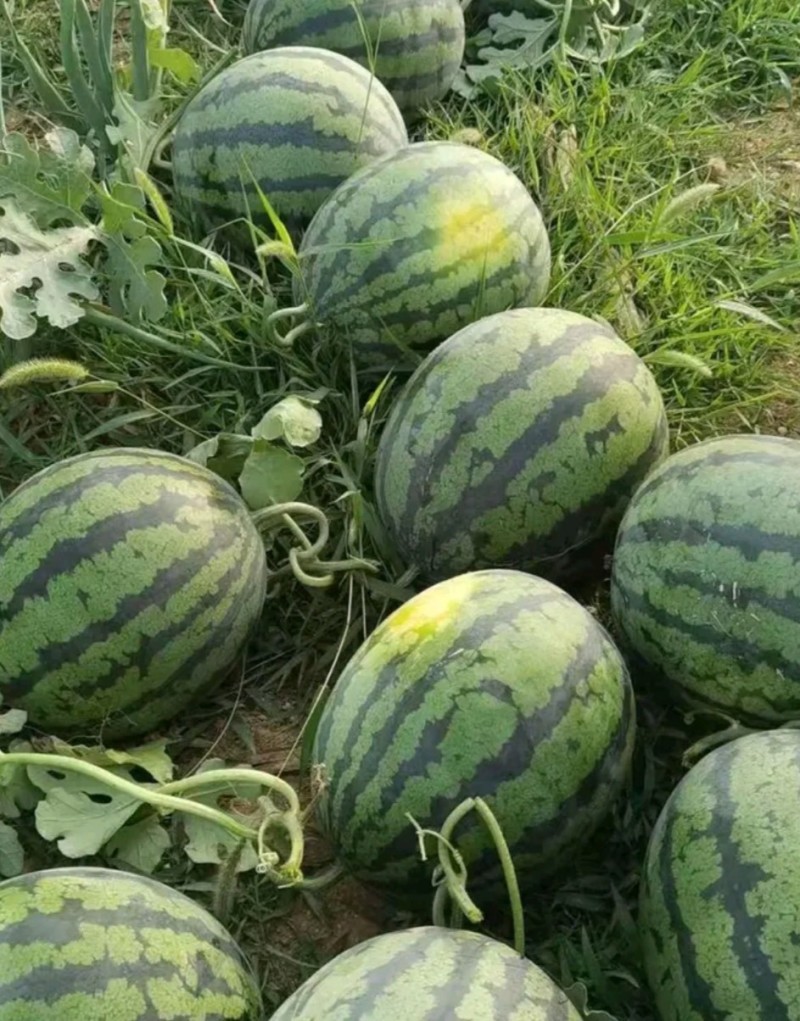 精品2k西瓜小糖丸美都西瓜大量上市，个头均匀皮薄脆甜多汁