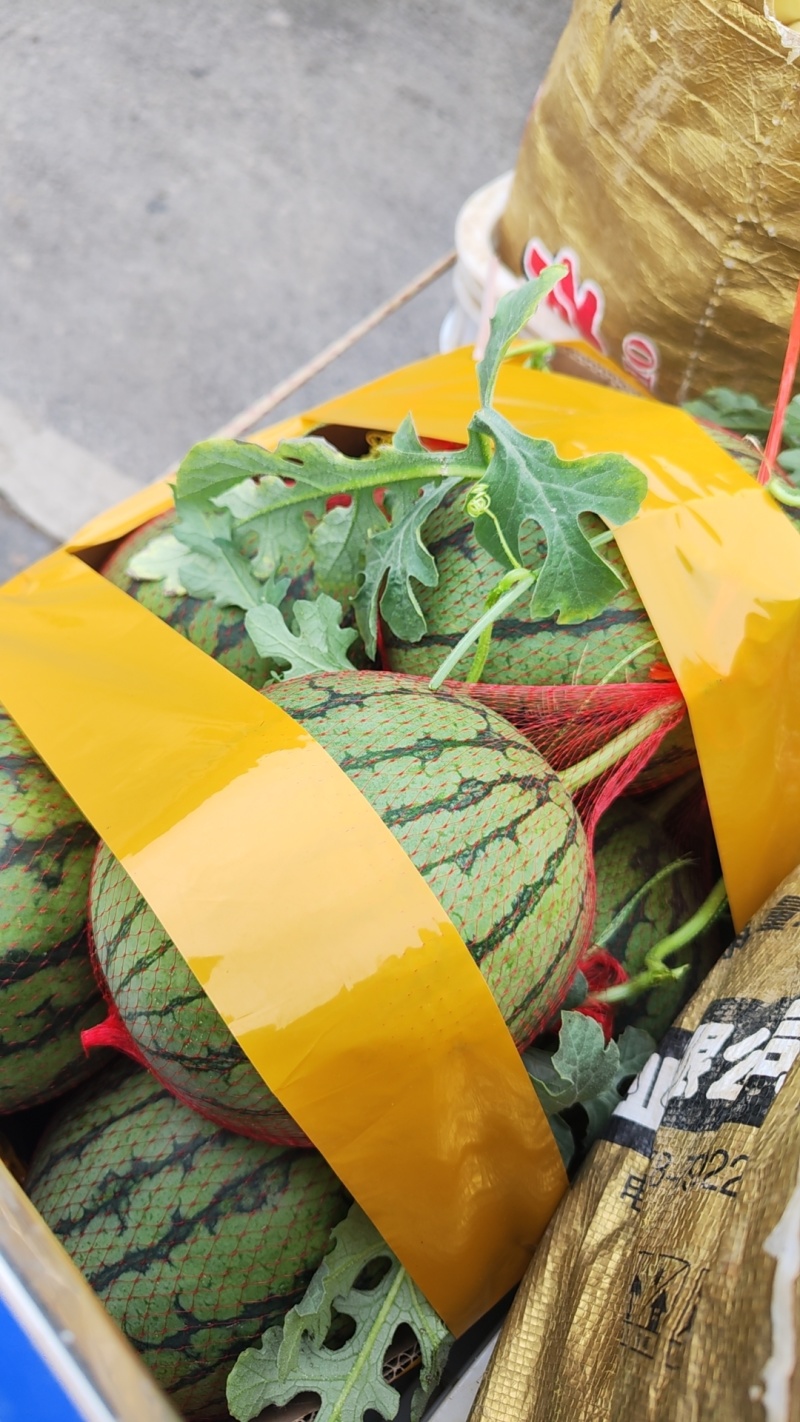 精品2k西瓜小糖丸美都西瓜大量上市，个头均匀皮薄脆甜多汁