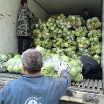甘蓝大量有货，价格优惠