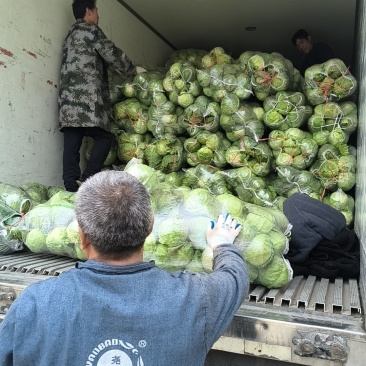 甘蓝大量有货，价格优惠